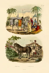 Arabisk hest, 1833-39